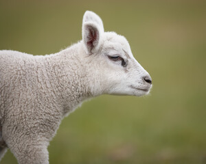 Close up isolated headshot of white lamb