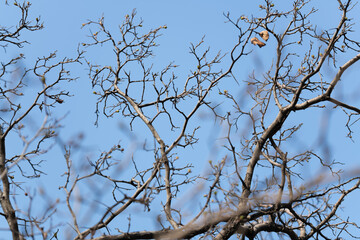 bare tree branches without foliage against the sky