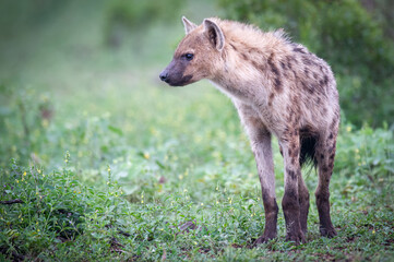 African Spotted hyena