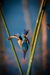 kingfisher diving towards water in flight