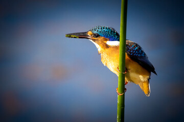 kingfisher on a branch
