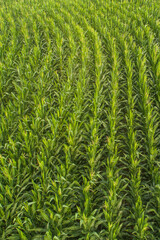 drone aerial view of corn field in August