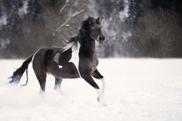 Plakat black horse running in snow