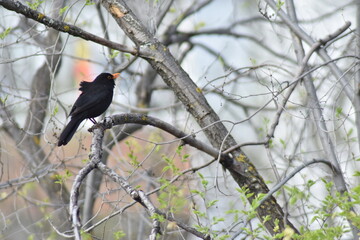 Common blackbird on a tree branch singing because the spring is here