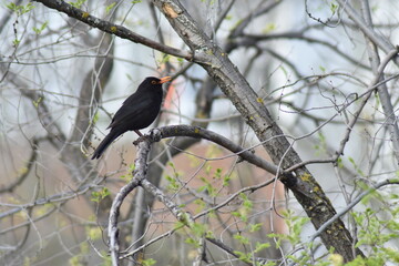 Common blackbird on a tree branch singing because the spring is here