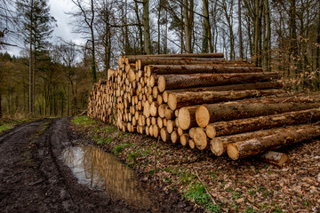 Gestapelte Baumst&auml;mme nach Abholzung im Mischwald