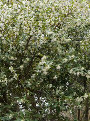 Osmanthus fragrans | Sweet osmanthus or olive, small shrub with white to pale yellow cluster of lobed flowers on branches covered of leaves with toothed margin
