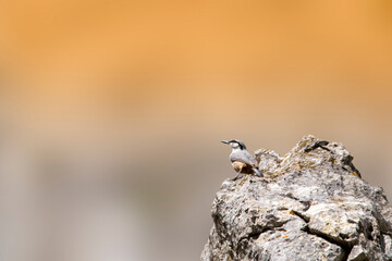 A western rock nuthatch on the rock. Orange background. Sunny day in Greece. Sitta neumayer.