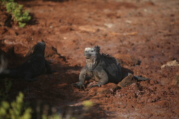 Galapagos marine iguana, Galapagos Islands, Ecuador