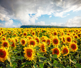 Spectacular view with bright yellow sunflowers close up on a sunny day.