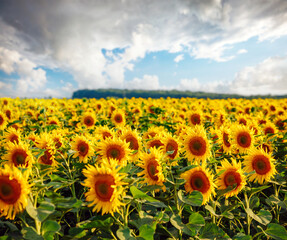 Obraz premium Spectacular view with bright yellow sunflowers close up on a sunny day.