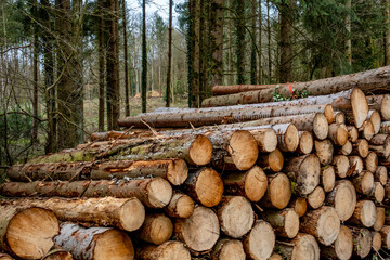 Gestapelte Baumstämme nach Abholzung im Mischwald