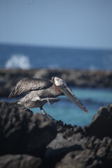Galapagos Brown Pelican, Galapagos Islands, Ecuador