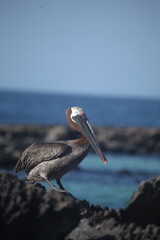 Galapagos Brown Pelican, Galapagos Islands, Ecuador