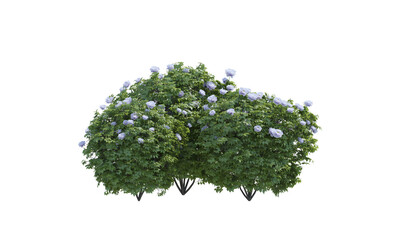 Peony bush shrub png alpha channel