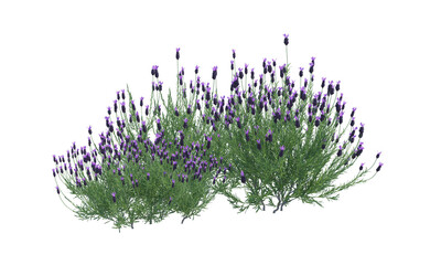 French Lavender bush shrub alpha channel