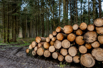 Gestapelte Baumstämme nach Abholzung im Mischwald