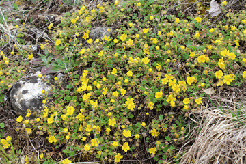 Obraz premium Potentilla arenaria grows in the wild