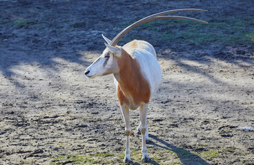 Beautiful scimitar-horned antelope on the brink of extinction.