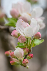 pink magnolia flowers