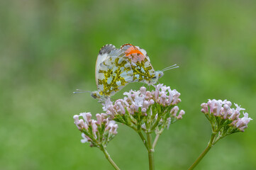 
Pieridae / Turuncu Süslü / Orange-tip / Anthocharis cardamines