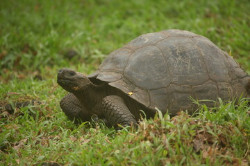 Naklejka na ściany i meble Galapagos Giant Tortoise, Galapagos Islands, Ecuador