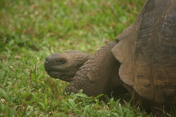 Galapagos Giant Tortoise, Galapagos Islands, Ecuador