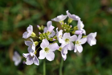 Nahaufnahme von zartlila Wiesenschaumkrautblüten