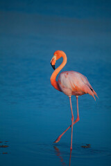 American Flamingo, Galapagos Islands, Ecuador