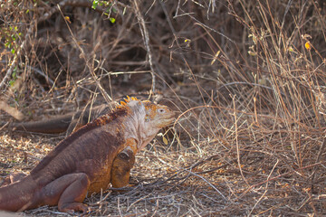 Galapagos land iguana, Galapagos Islands, Ecuador