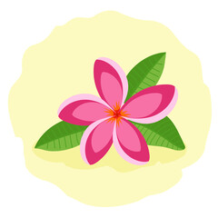 Pink frangipani or plumeria. Beautiful tropical flower, vector illustration.