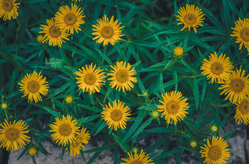 tine yellow flowers with green leaves background