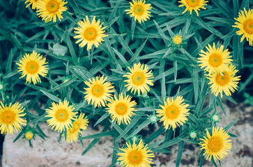 tine yellow flowers with green leaves background