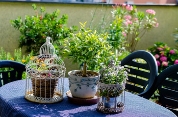 flower pots in the terrace