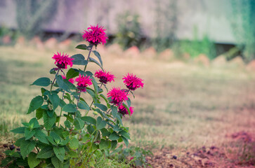 pink monarda flower, beautiful blooming flower