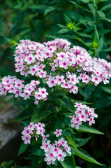 pink white phlox flowers bunch