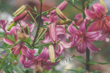 pink lilies in green garden