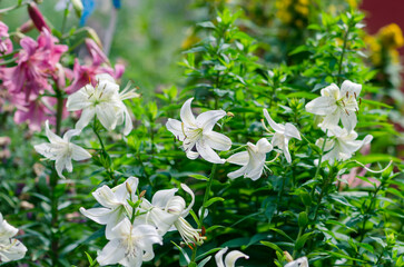 white lilies in green garden