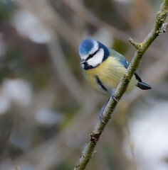 blue tit on a branch