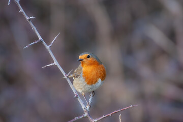 robin on a branch