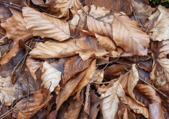 dry leaves background