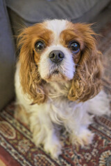 Blenheim Cavalier King Charles Spaniel lap dog. Chestnut and white. Sitting on floor.