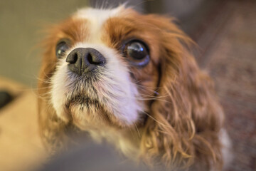 Close up of Blenheim Cavalier King Charles Spaniel lap dog. Chestnut and white. Wide angle Selective focus. - obrazy, fototapety, plakaty