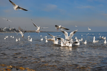 Seagulls rest on the water, take off, catch bread that is thrown to them