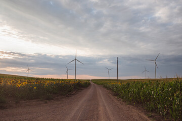 Fototapeta na wymiar Windmills in a field at sunset