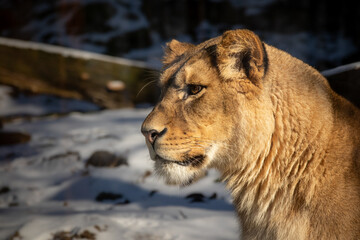 Lioness Portrait in Winter Zoo. Closeup of Female Lion with Snow in Zoological Garden.