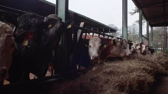 Cows eating hay on farm walking along row of cattle feeding slow motion tracking shot stabilized