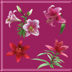 pink and red lily flowers isolated on dark background