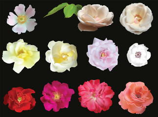 eleven rose and brier blooms isolated on black