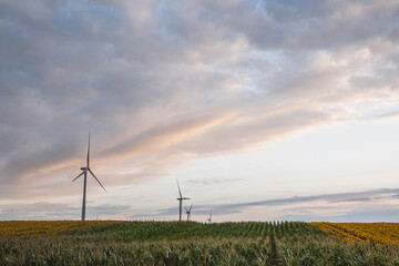Fototapeta premium Windmills in a field at sunset